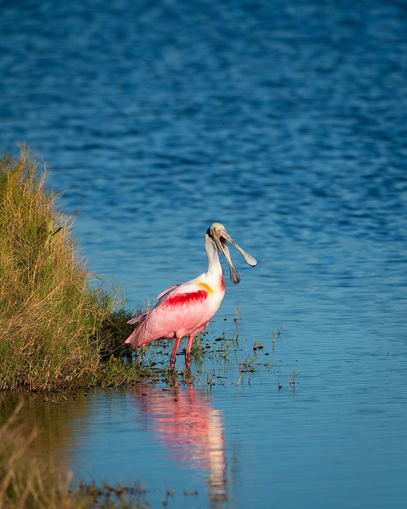 A Roseate Spoonbill standing in water calling out-sign of stress